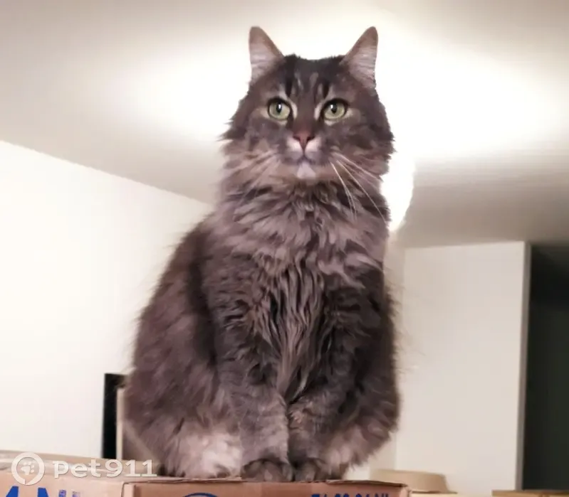 Chat Angora gris perdu à Fillé - photo