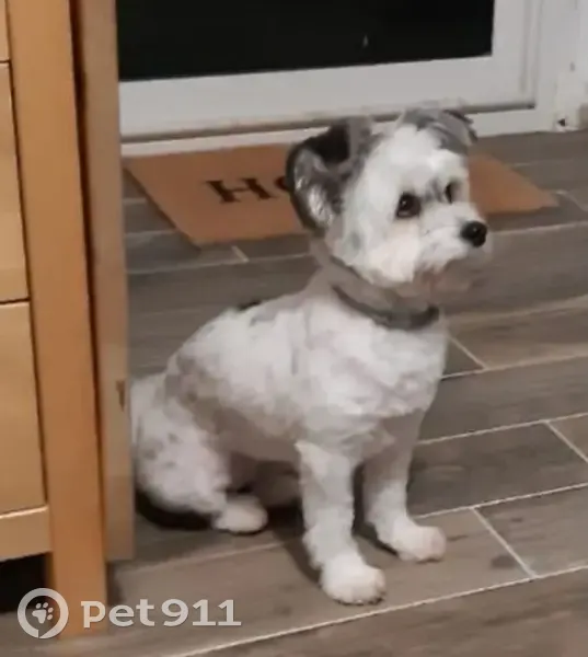 Alerte: Cirina, chien perdu - photo