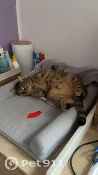 Chat perdu à Épernay - Pucé et castré - photo