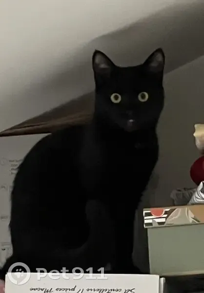 Chatte Tsitsi perdue à Paris 20e - photo