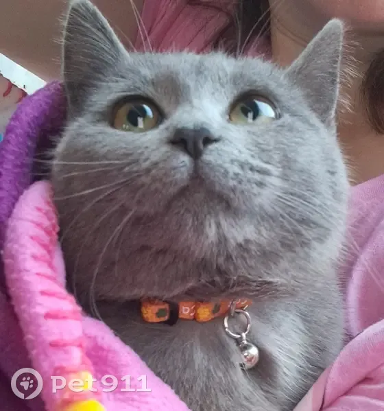 Chatte perdue à Besne, pucée - photo