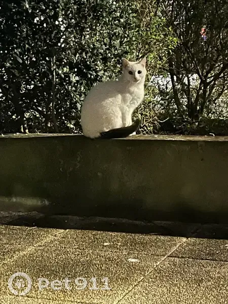 Chat inconnu sur terrasse à Nantes - photo