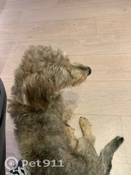 Chien mâle trouvé, collier rouge - photo