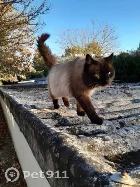 Avis de recherche: Némo, siamois - photo