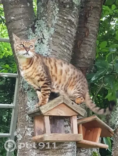 Chat âgé perdu, Rue Anatole - photo