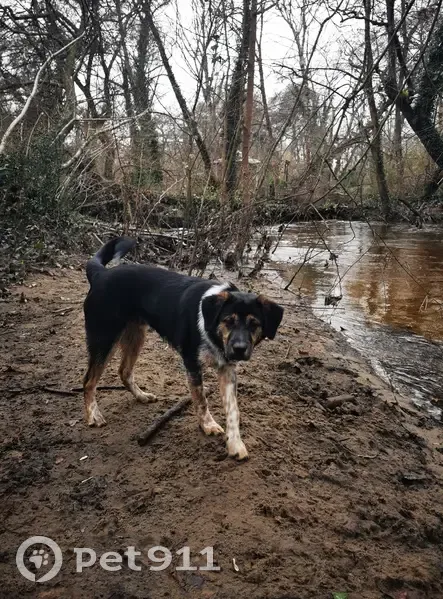 Chien perdu à Cayac - Aidez-nous! - photo