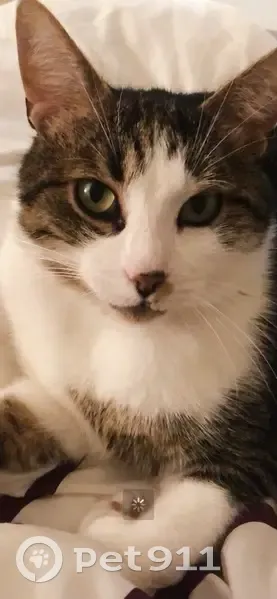 Chat tigre perdu à Rennes 13E - photo
