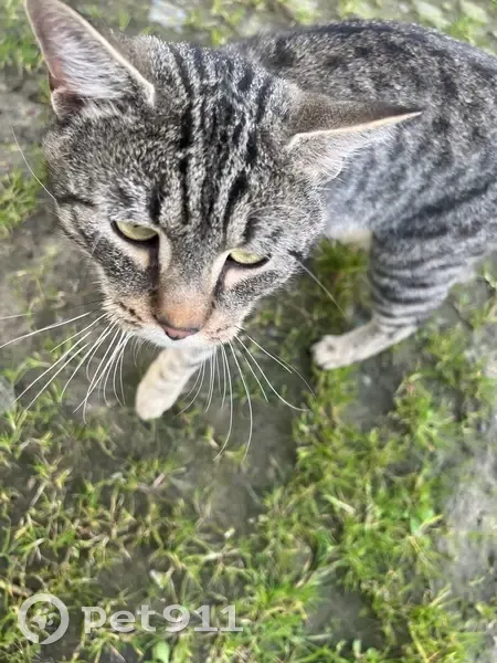 Chat perdu: 240 rue des Piats - photo