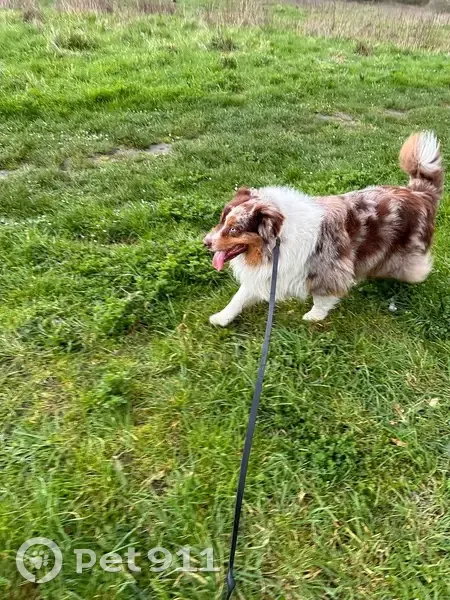 Chien égaré à Cormeilles - photo