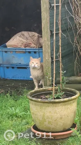 Chat errant à Vieillevigne - photo