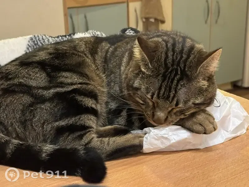 Chat tigré perdu à Hyères - photo