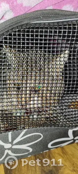 Chat blessé et agressif trouvé - photo