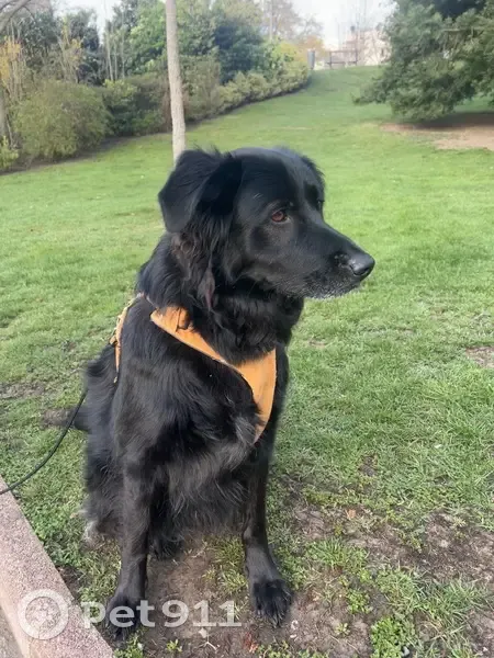 Chienne errante sauvée à Clermont - photo