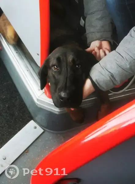 Chiot Malinois-Labrador trouvé - photo