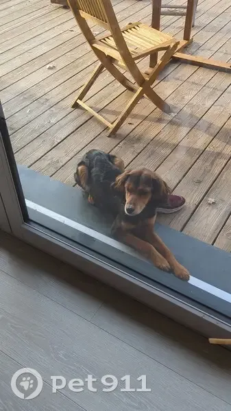 Chien adoptif à Issac - photo