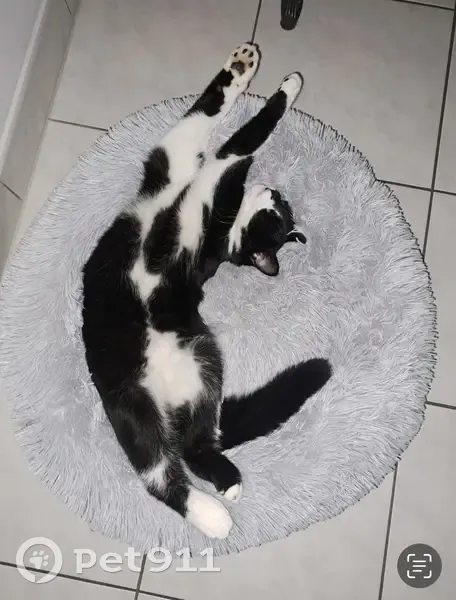 Chat Perdu: Noir/Blanc, Mâle, 2 Ans - photo