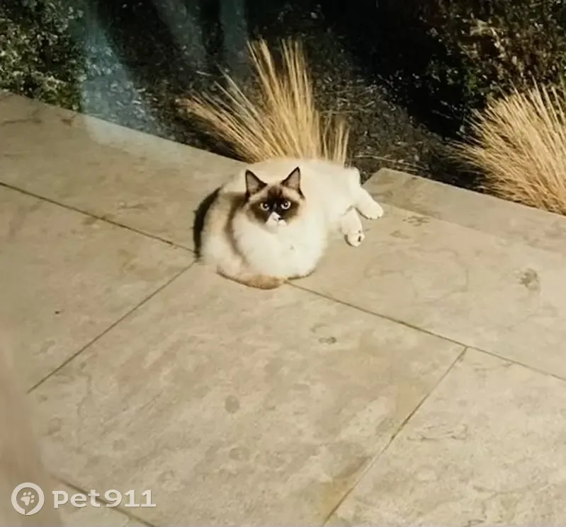 Chat Birman Perdu à Lelling - photo