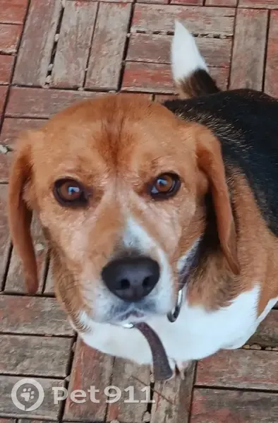 Beagle Elisabeth perdu à Mainxe - photo