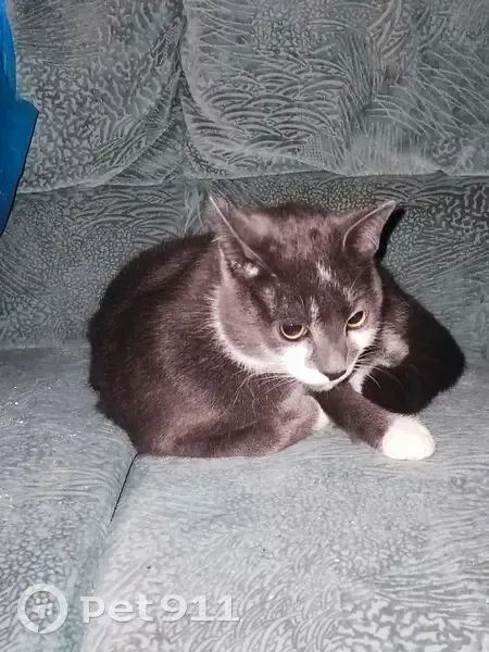 Chat gris-blanc docile trouvé - photo
