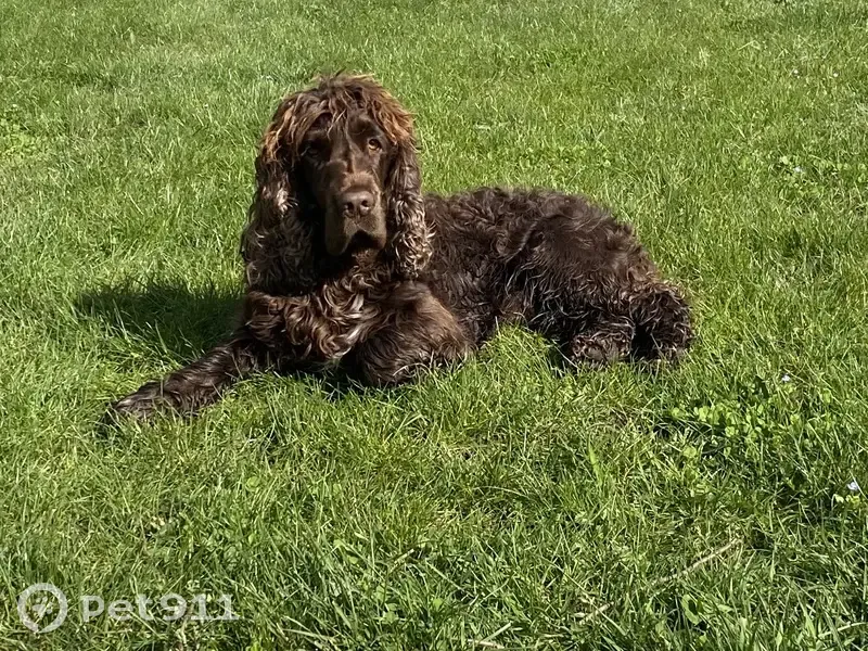 Chien Cocker perdu à Châteauroux - photo