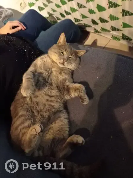 Chat gris tigré disparu à Machemont - photo