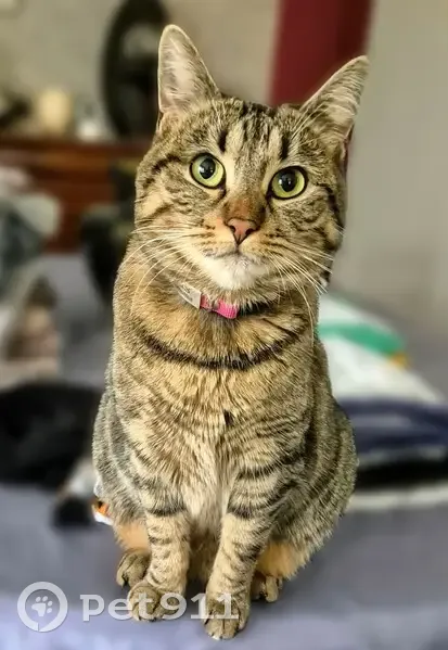 Chat tigré perdu le 17/03/24 - photo