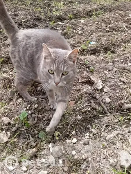 Chaton gris perdu à Saint-Savin - photo