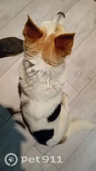 Chien croisé trouvé à Chelun - photo