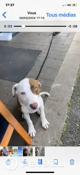 Chiot perdu et infesté sauvé - photo