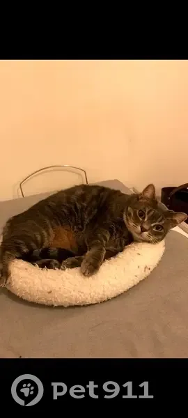 Chat gris perdu à Bry-sur-Marne - photo