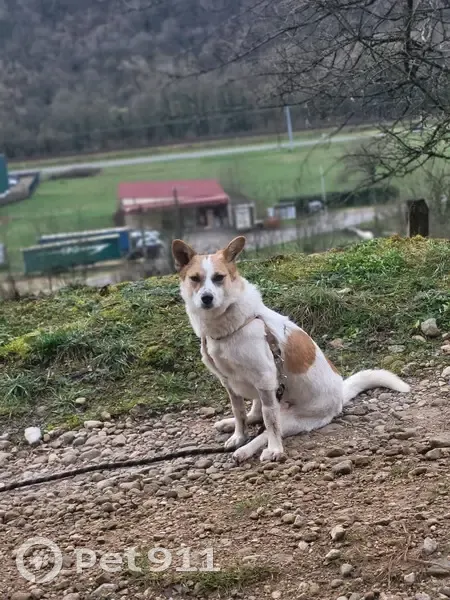 Chien Jack Russel perdu, handicapé - photo