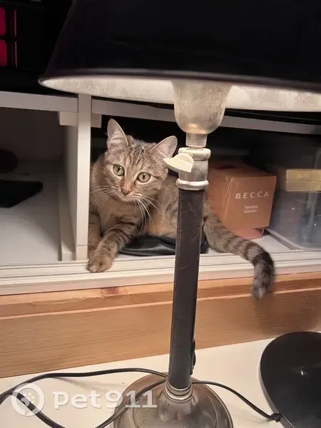 Avis de recherche: Nala, chaton tigré - photo