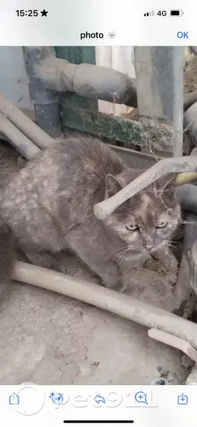 Chatte grise perdue - Le Soler - photo