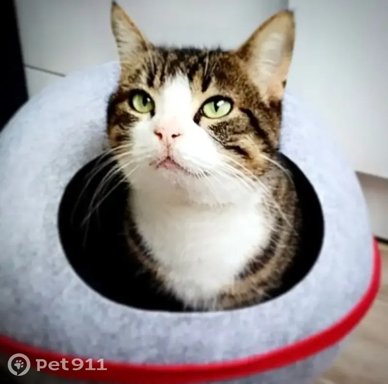Chat Fineas perdu, aidez-nous ! - photo