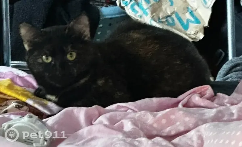 Avis de recherche: Freya - photo