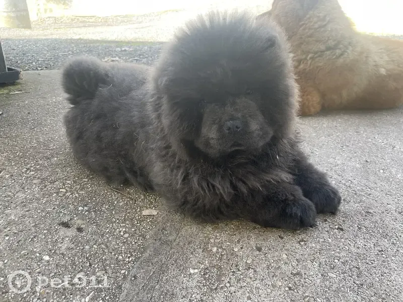 Chiot volé à Marcoussis - photo