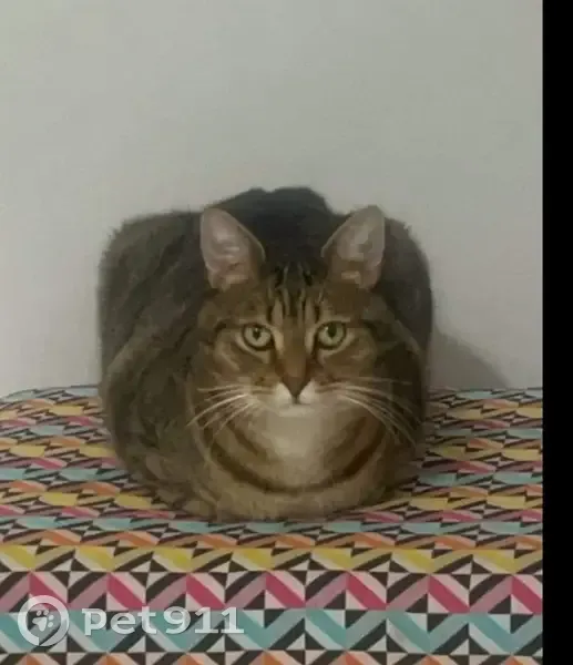 Chat marron disparu à Croix - photo