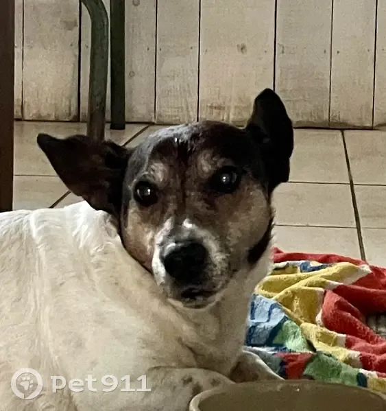 Jack Russel blessé trouvé à Toulouse - photo