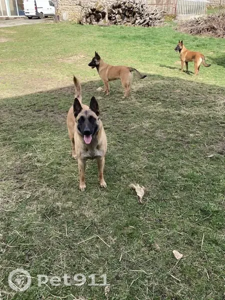 Malinois et chiots trouvés à Loubeyrat - photo