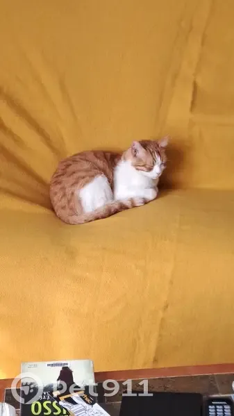 Chat roux et blanc perdu trouvé - photo