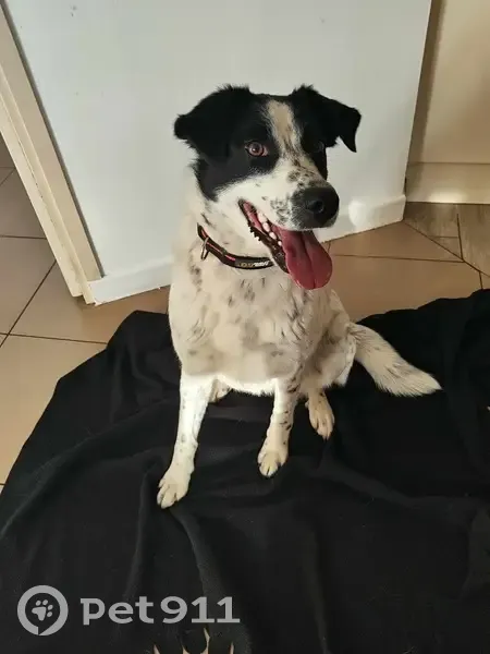 Chien perdu entre Tiercé et Villeveque - photo