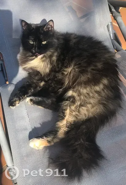Chatte écaille disparue à Tavernes - photo