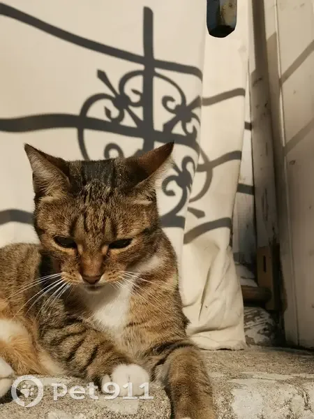 Chatte tigrée perdue à Bordeaux - photo