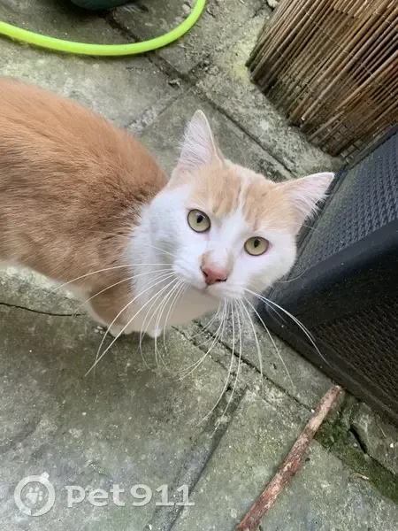 Chat roux et blanc trouvé à Reims - photo