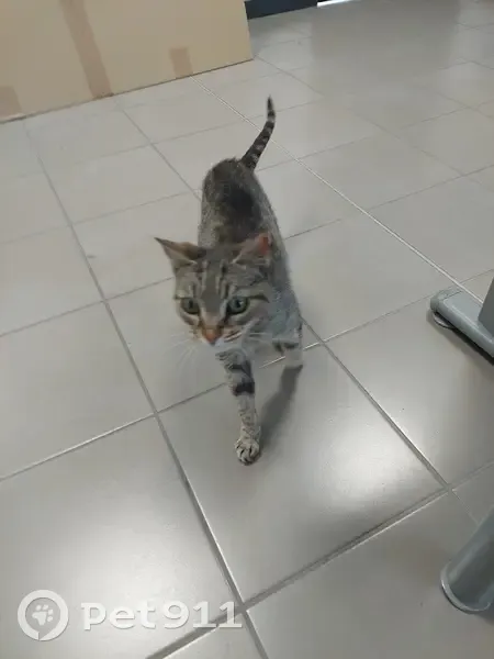 Chatte âgée trouvée à Limoges - photo