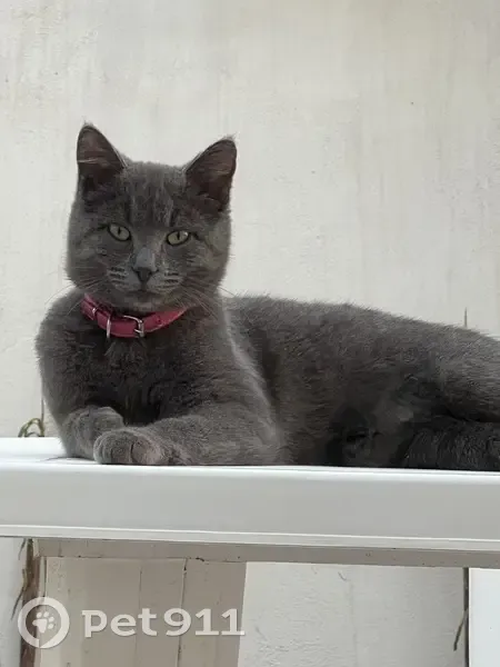 Chatte Shakira perdue, Mèze - photo