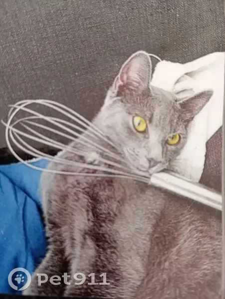 Chat Perdu: Cœur de Perle - photo