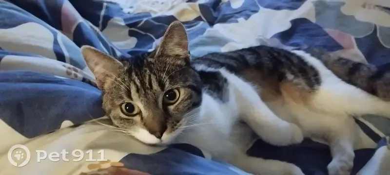 Chat retrouvé à Sommières, 907 - photo