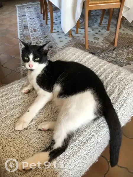 Chat noir/blanc perdu à Freneuse - photo
