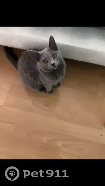 Chaton chartreux perdu - photo
